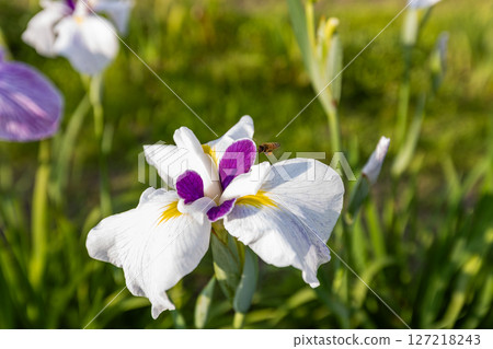 一隻蜜蜂靠近鳶尾花採集花粉。 127218243