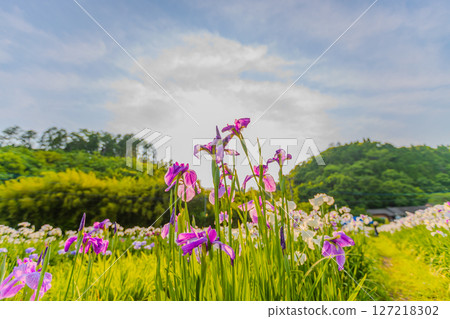 Iris garden flowers photographed with the sun 127218302
