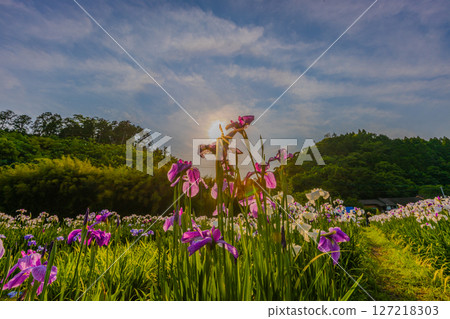 陽光下拍攝的鳶尾花園花朵 127218303