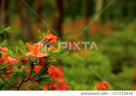 戶隱高原的紅杜鵑花 127218834