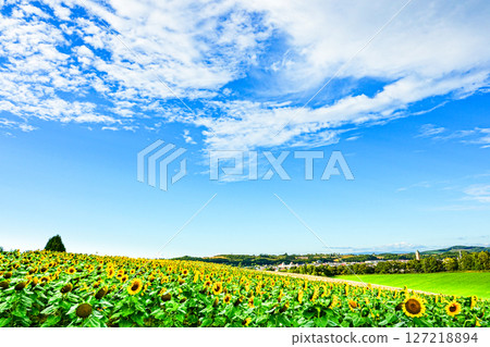 北海道美瑛的清新藍天與美麗的向日葵田 127218894