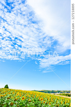 北海道美瑛的清新藍天與美麗的向日葵田 127218895