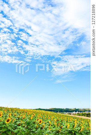 北海道美瑛的清新藍天與美麗的向日葵田 127218896