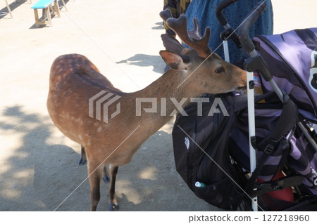 A deer leans close to a tourist's luggage on Miyajima A deer leans close to a tourist's luggage on Miyajima 127218960