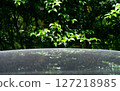 Green leaves and shade in summer reflected on the roof of a car 127218985