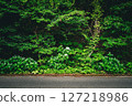 White hydrangeas and deep green plants blooming by the roadside 127218986