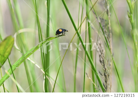 Two-star ladybug, Kashio River, Kawabe Two-star ladybug, Kashio River, Kawabe 127219315