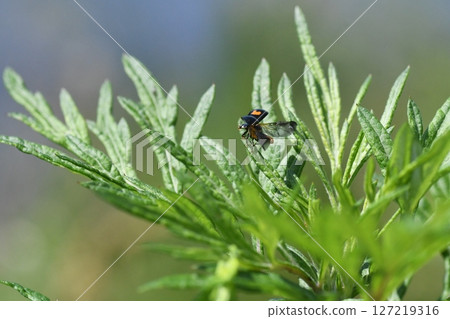 Two-star ladybug, Kashio River, Kawabe Two-star ladybug, Kashio River, Kawabe 127219316