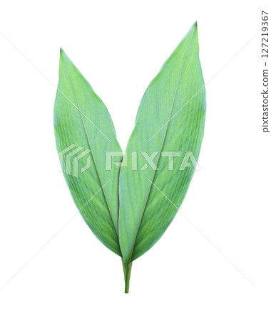 Green Leaves ohave isolated on white background and have clipping paths. Green Leaves ohave isolated on white background and have clipping paths. 127219367
