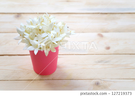 Kasalong flower or Millingtonia hortensis flower is blooming in paper cup. Kasalong flower or Millingtonia hortensis flower is blooming in paper cup. 127219373