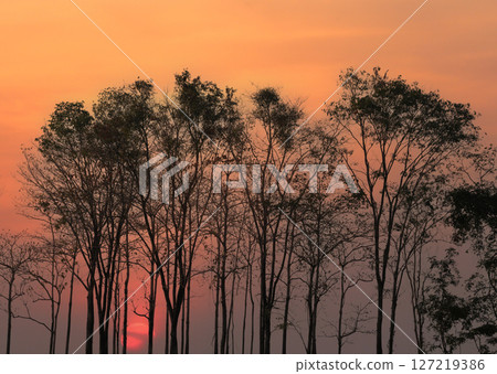 Serene Sunset Behind Silhouetted Trees 127219386
