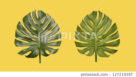 Two Vibrant Monstera Leaves on a Bright Yellow Background and have clipping paths. 127219397
