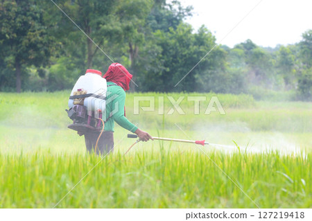 Farmer Spraying Pesticides in Rice Field 127219418