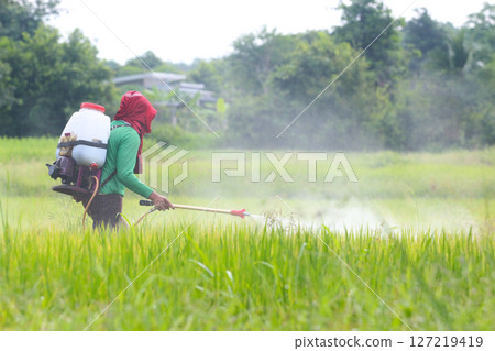 Farmer Spraying Pesticide in Rice Field 127219419
