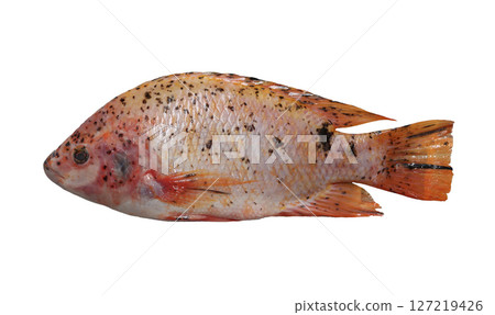 Red Tilapia Fish Close-Up with isolated on white background. 127219426