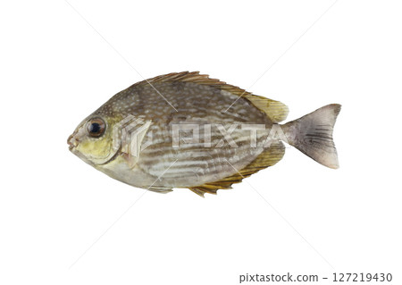 Freshwater Fish with Striped Body and Distinctive Fins Isolated on White Background for Culinary and Aquatic Themes 127219430
