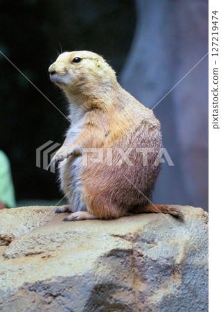 Black-tailed prairie dog 127219474