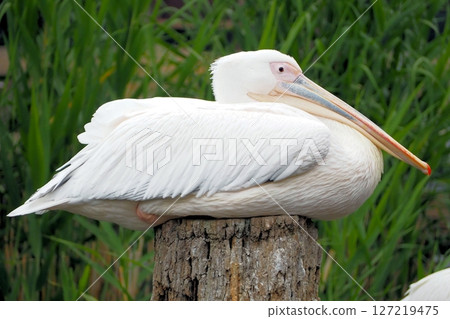 Momoiro Pelicans 127219475