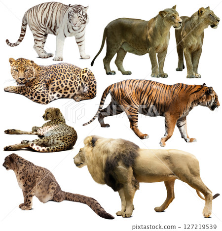 Set of wild mammals animals from cat family isolated 127219539