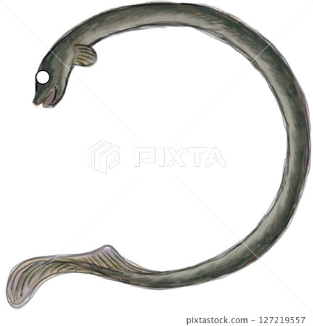eel 127219557