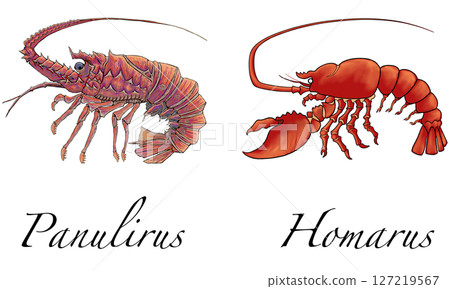 Spiny lobster & lobster Spiny lobster & lobster 127219567