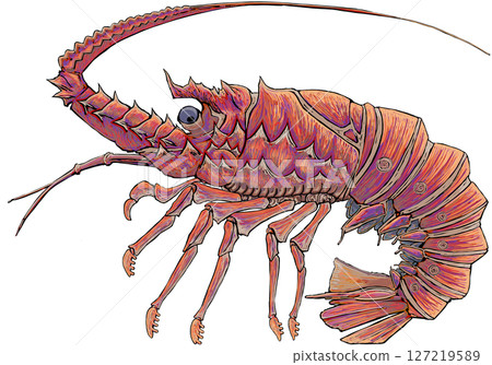 Shrimp Ise Shrimp Ise 127219589