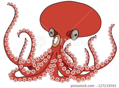 octopus octopus 127219593