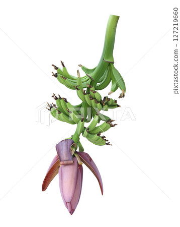Unique Green Banana Bunch with Purple Flower Isolated on White Background Showcasing Tropical Fruit and Natural Beauty of Agriculture and Botany 127219660