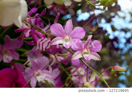 Purple orchid in bloom of Focus on the middle of the flower. Purple orchid in bloom of Focus on the middle of the flower. 127219695