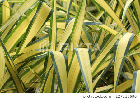 Blue Screw Pine or White Striped Pandanus in the garden. 127219696