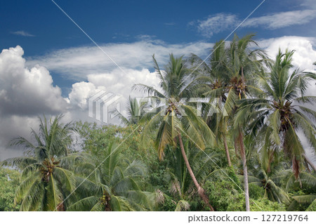 Lush Coconut Trees Against Dramatic Sky. Lush Coconut Trees Against Dramatic Sky. 127219764