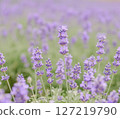 薰衣草田，初夏，花田，風景 127219790