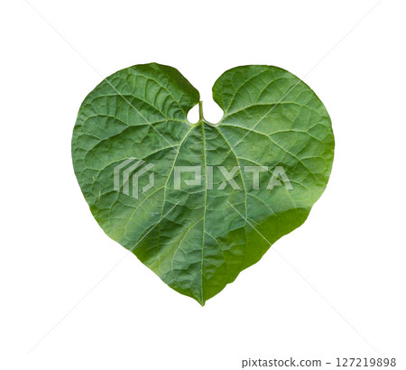 Single Green Leaf with Smooth Surface and Veins isolated on white background and have clipping paths. 127219898