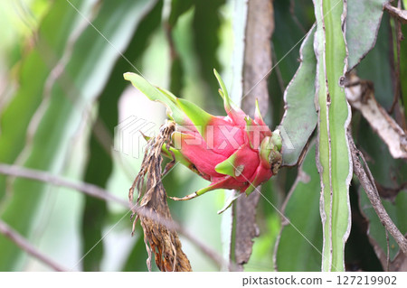Vibrant Dragon Fruit Growing on a Green Cactus 127219902