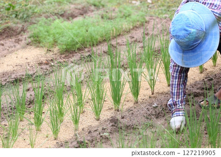 Gardener Tending to Fresh Green Onions in the Field 127219905