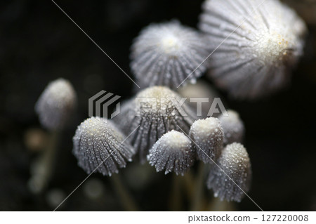 Poisonous Delicate Fungi with Intricate Caps in Nature Poisonous Delicate Fungi with Intricate Caps in Nature 127220008