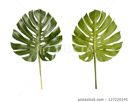 Two Vibrant Monstera Leaves with Unique Cuts and Shapes Perfect for Nature-Themed Decor, Botanical Illustrations, and Organic Design Projects 127220145