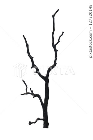 Branches of dead tree stump isolated on white background. Branches of dead tree stump isolated on white background. 127220148