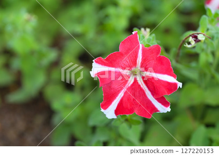Red and white Petunia flower is blooming in the flower garden. 127220153