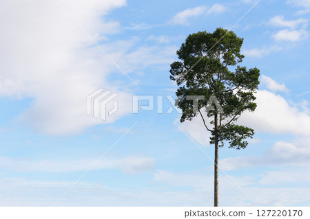 Large tree isolated on blue skay have white cloud background. Large tree isolated on blue skay have white cloud background. 127220170