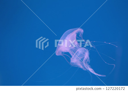 Small jellyfish or medusa of  bright purple color. 127220172