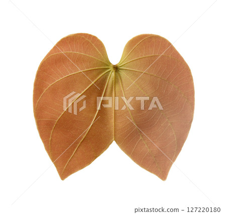 The front of the purpurea leaf, a leaf that looks like a butterfly. The front of the purpurea leaf, a leaf that looks like a butterfly. 127220180