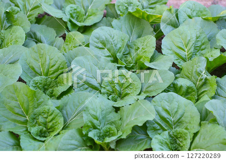 Chinese Cabbage being Growing in an agriculture field, close up the Chinese Cabbage. Chinese Cabbage being Growing in an agriculture field, close up the Chinese Cabbage. 127220289