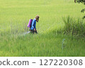 Farmer Spraying Pesticide in Rice Field 127220308