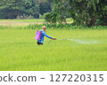 Farmer Spraying Pesticides in Green Rice Field 127220315