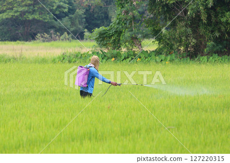 Farmer Spraying Pesticides in Green Rice Field 127220315