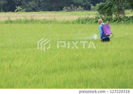 Farmer Spraying Pesticide in Green Rice Field Farmer Spraying Pesticide in Green Rice Field 127220316