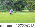 Farmer Spraying Pesticide in Lush Rice Field 127220318