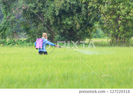 Farmer Spraying Pesticide in Lush Rice Field 127220318