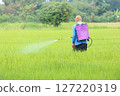 Farmer Spraying Pesticide in Green Rice Field 127220319